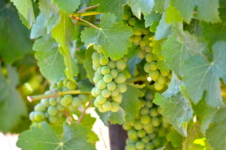 6 Bedroom Property for Sale in Koekenaap Western Cape